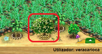 Anoneiro XXL.png