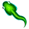 breedingjun2025tadpole.png