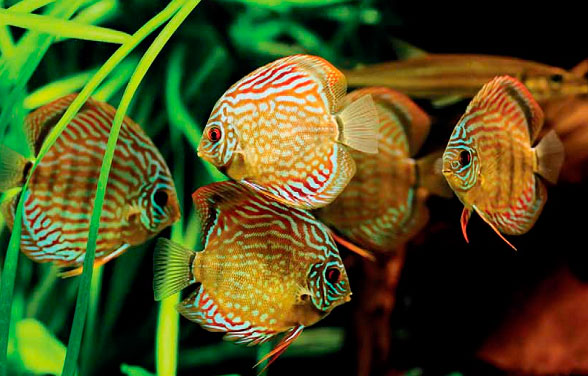 peixes-ornamentais.jpg