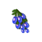 seedsearchaug2018waterberry_small.png