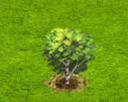 sweetbirch_upgrade_0.gif